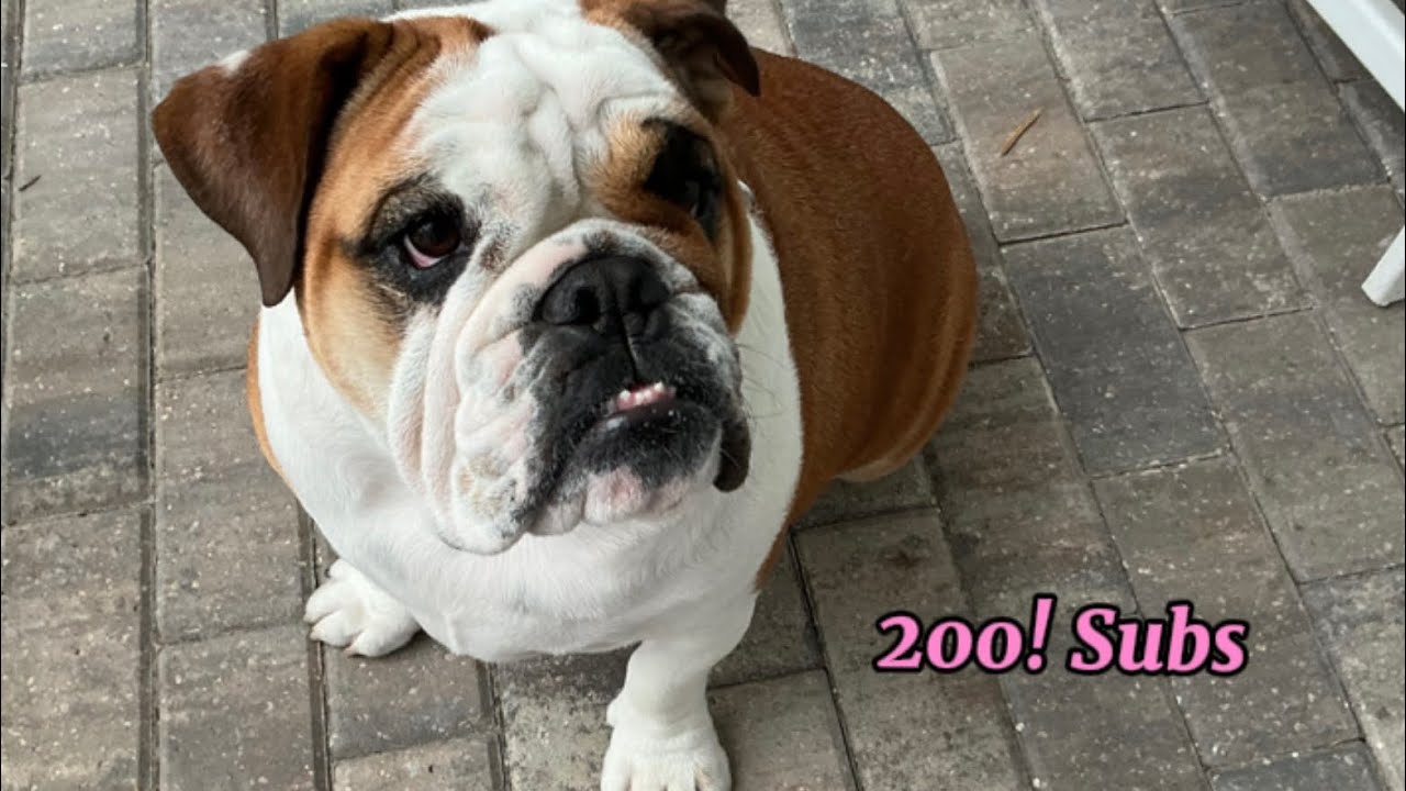 Rosie gets to 200! Subscribers on YouTube!!