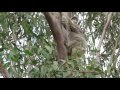 Mist is a wild koala at koala gardens tuckurimba