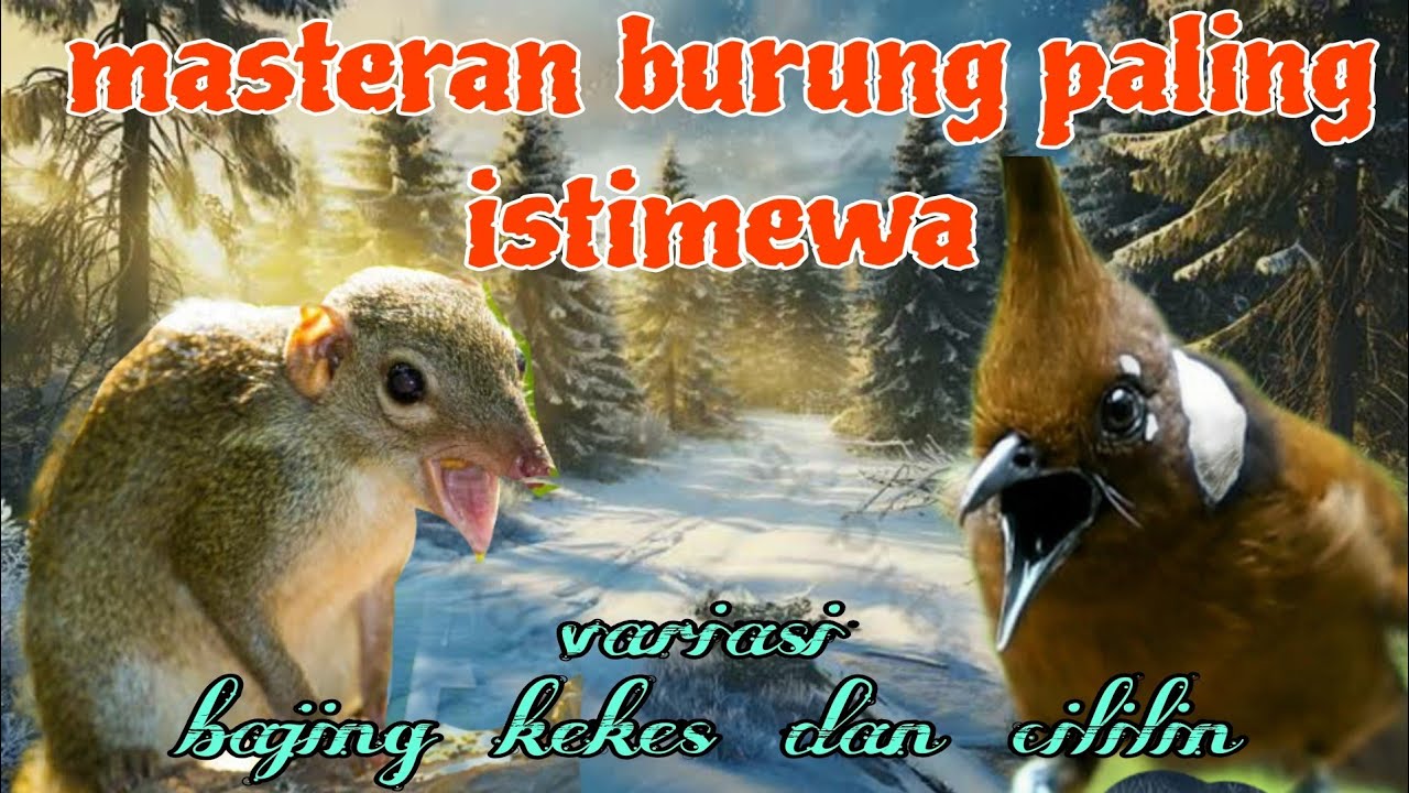 Masteran istimewa bajing kekes dan cililin 🔥