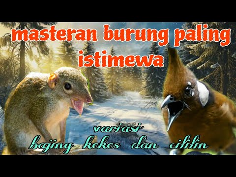 Fuuul tembakan tajam 🔥🔥 bajing kekes yuhina dan cililin