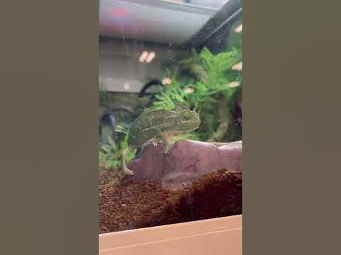 How much for a veiled chameleon? | PetSmart - YouTube