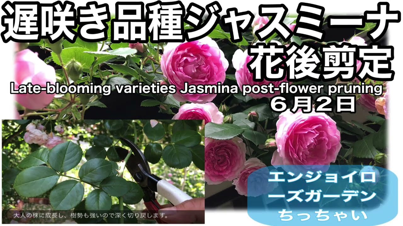 遅咲き品種ジャスミーナの花後剪定をしました 実際には６月2日にしましたがご報告が遅くなり申し訳ございませんでした Youtube