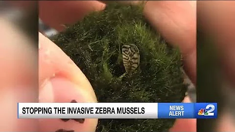 FWC issues warning for invasive pipe-clogging Zebra Mussels