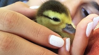 Watch This Duckling Grow Up In 73 Seconds