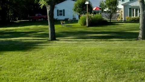 15280 Cascade Drive Back Yard.AVI