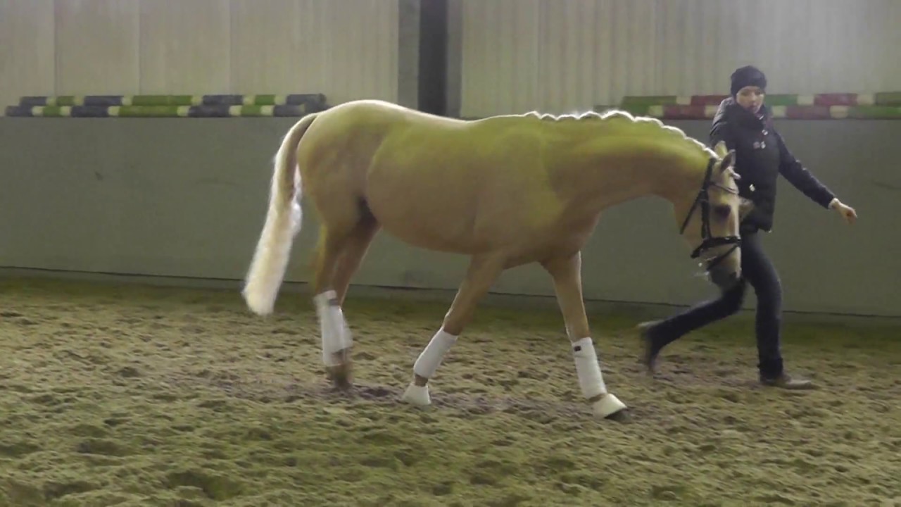 The Golden Dancer