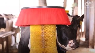 Application for cow brush | NORD DRIVESYSTEMS