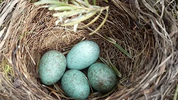 Wo bauen Vögel ihre Nester Grundschule?