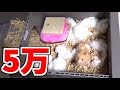 5万のケージでハムスター住ませてみたｗｗｗ