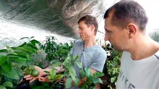 Теплица 11.06.2017. Скоро уже год как построена. Теплица 11.06.2017. Скоро уже год как построена.