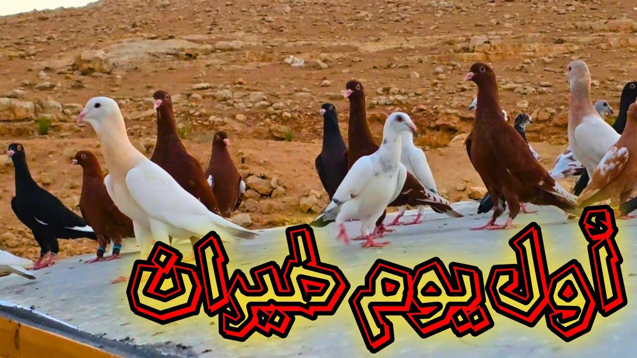 أول يوم من كش وكرش الفراخ كم يوم بدهم ؟؟