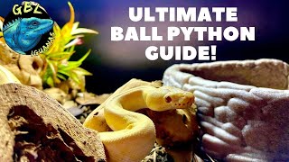 Famous THE *ULTIMATE* BALL PYTHON CARE GUIDE! NO PICKY EATER HERE! Wealth