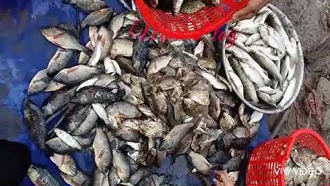 Thuốc cá vuông tôm miền Tây, Cà Mau phần 2 #camau #bắtcá