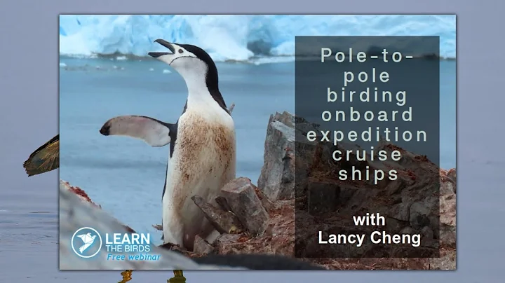 Pole-to-pole birding onboard expedition cruise ships