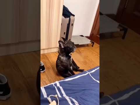 The slave of the beat. Раб ритма. 👀🔥😁🐈#wildnaturetv250 #funny #dog #wow #приколы #antistress #
