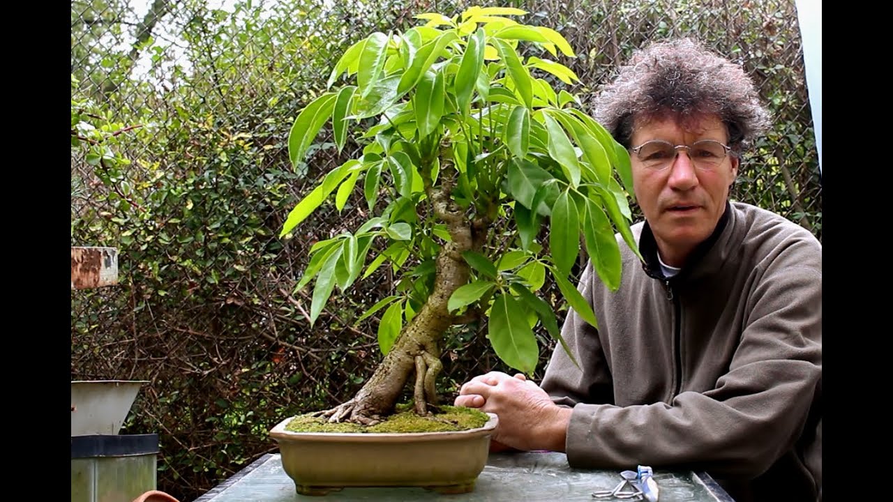 Large Leaf Schefflera Bonsai, Sept 2015 YouTube