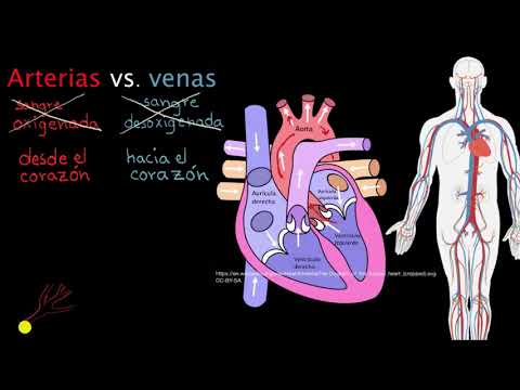 Arterias vs. venas.