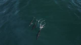 1500+ Rissos Dophins + 3 Northern Right Whale Dolphins