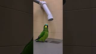 This Parrot Lost ALL Its Feathers in Seconds part 2 😳🦜🤣 #shorts #animals