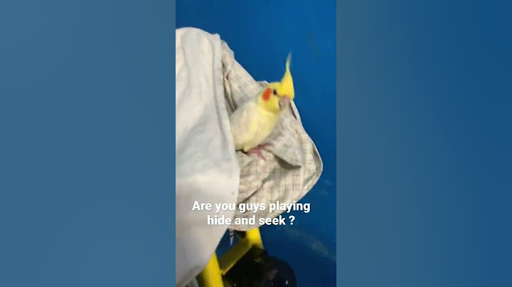 Birds playing hide and seek