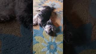 Bratty little dog 🐕  does this after a bath 😆 🤣 😂