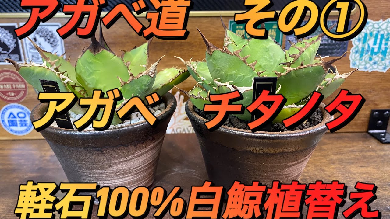 アガベ道　その①  軽石100%白鯨の植替え