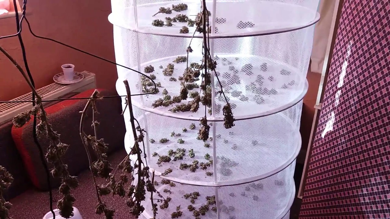 2017 UK OUTDOOR GROW, Drying my weed (part 1)