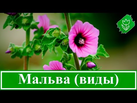 Виды и сорта мальвы