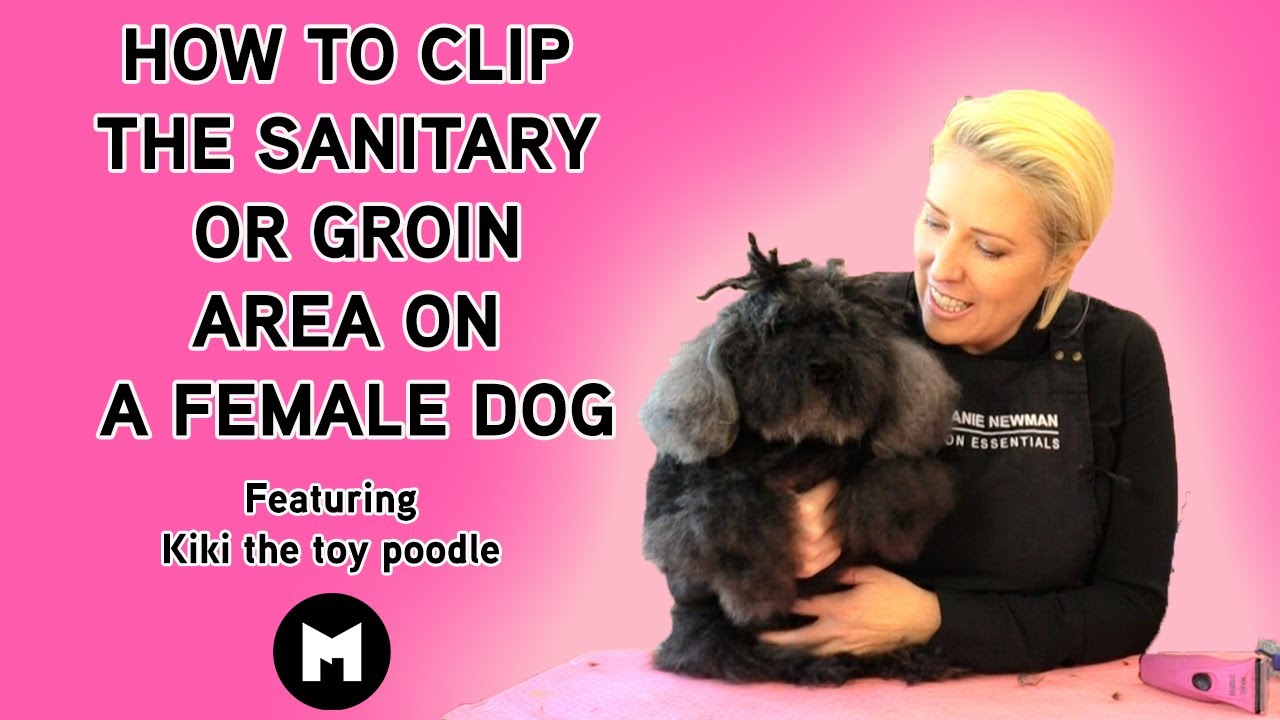 How To Clean A Female Dogs Private Area Updated February 2023 Wikidoggia