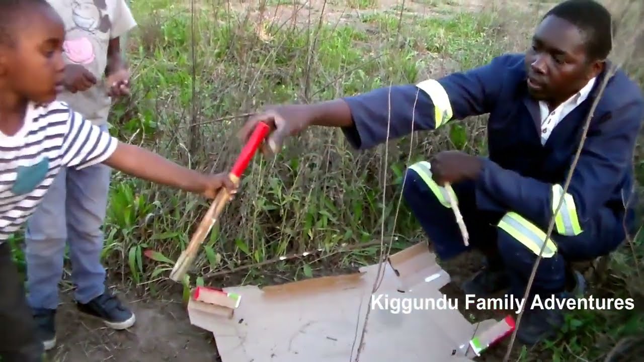 Experiment Quail Bird Trap Using Flat Cardboard Fall 