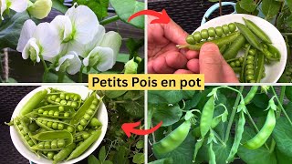 Faire pousser des Petits Pois en pot | Growing Peas in Pots