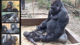 今日は父の日♪2児の良きパパであるモモタロウに感謝⭐️ゴリラ Gorilla【京都市動物園】Ｈappy Father's Day! Today is the day to thank Momotaro