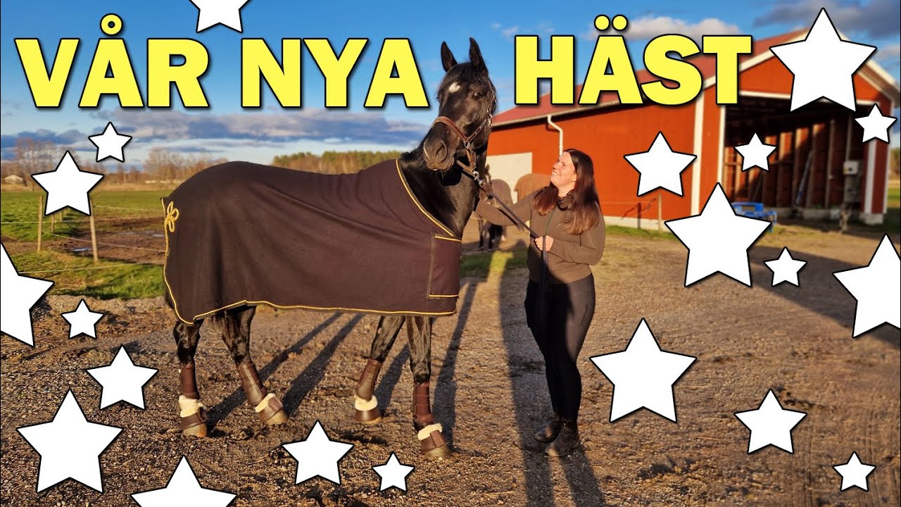 VI KÖPER VÅR FÖRSTA DRESSYRHÄST ♥ Vlogg & provridning