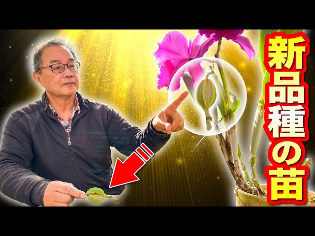 洋蘭　原種　ニオイラン　フラスコ オーキッドストア | nakato-orchids