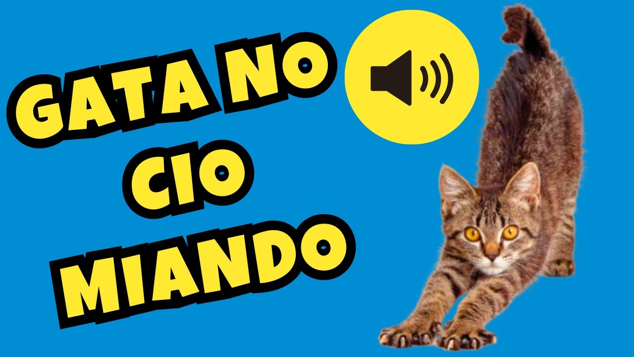 GATA NO CIO MIANDO l GATAS NO CIO l SOM PARA ATRAIR GATOS
