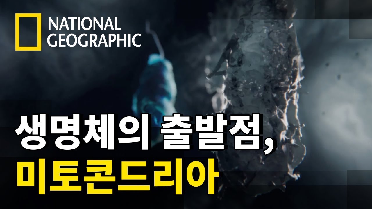 ⁣모든 생명체의 동력 장치, 미토콘드리아