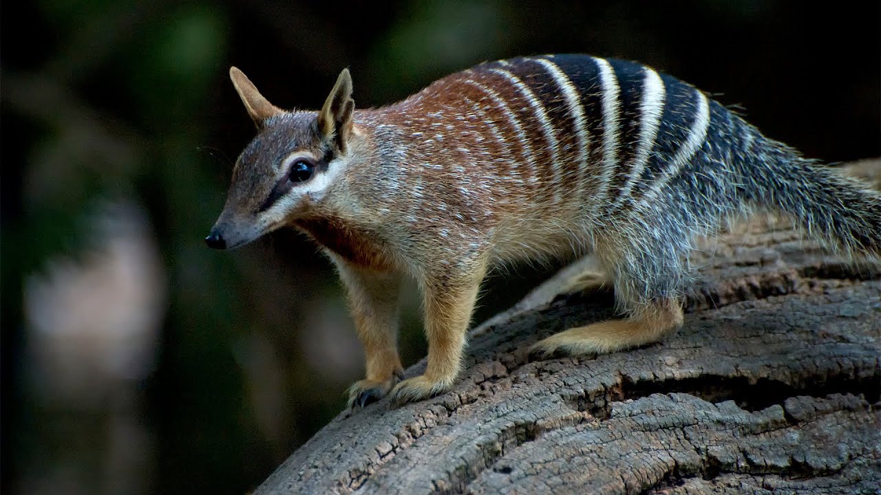 Сумчатый муравьед (Numbat)