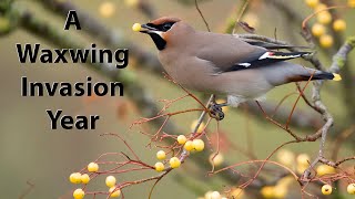 A good year for Waxwings. Waxwings in Yorkshire with the OM-1 and the 150-400mm Lens