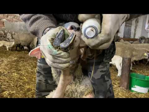 Juhok körmölése - hoof trimming of sheep