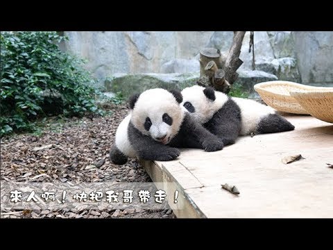 《熊貓早晚安》來人啊！快把我哥帶走！| iPanda