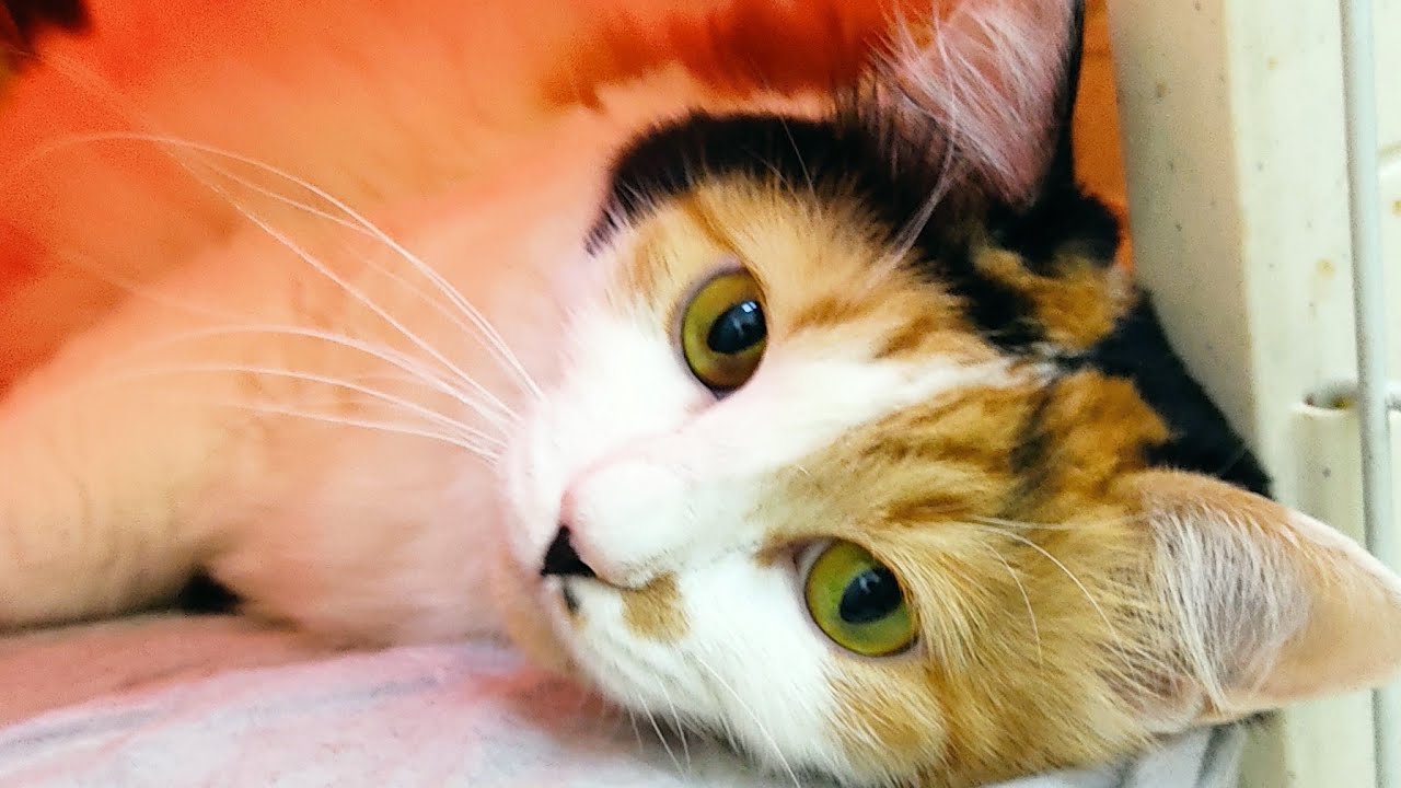 I LOST MYSELF, BUT I FOUND MY STRENGTH. I'M TRULY GRATEFUL FOR YOUR SUPPORT TO MY SILENT LS 🙏❤️🌹