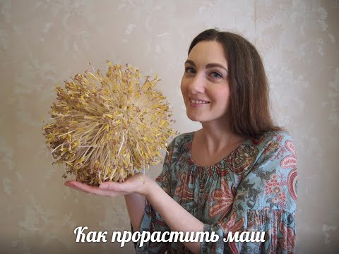 Легко и просто: Как я проращиваю маш (китайским способом)