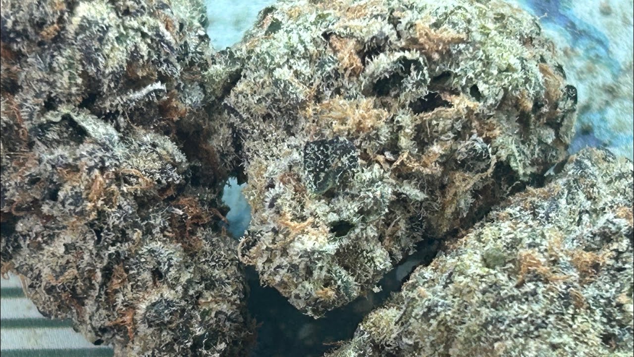 Cannabis Critique | Glorious Cannabis Co. | Georgia Haze | 