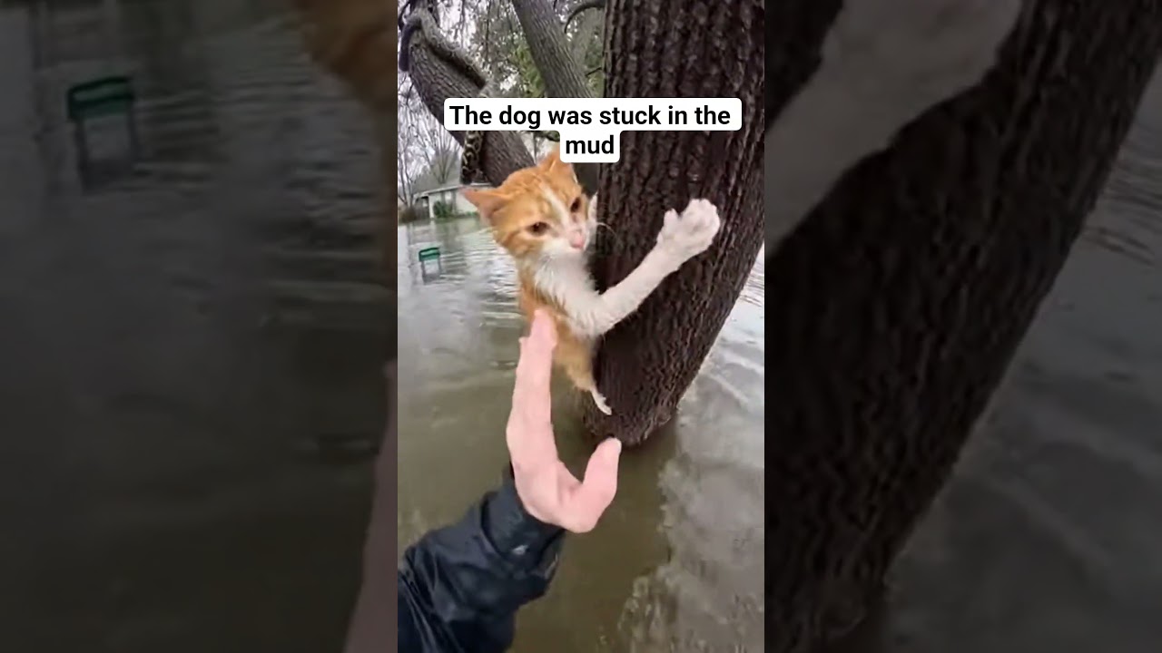 The dog was stuck in the mud. 