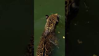 Animal of the amazon. #wildlife #animals #nature #naturelovers #amazon #crocodile