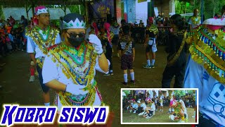 Kobro siswo, the latest creation, live serigentan ringin white, borobudur