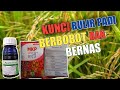 cara merawat bulir padi berisi penuh berbobot dan bernas.