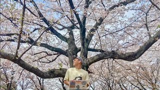 Cherry blossom House Mix