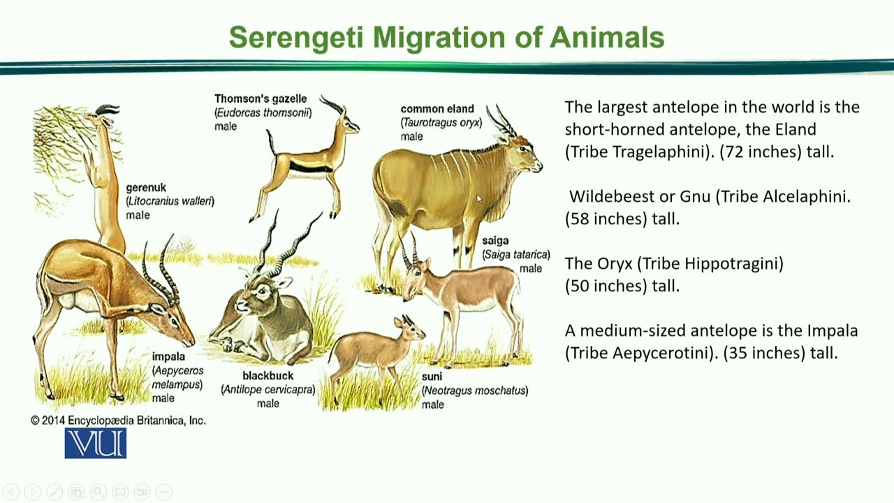Serengeti Migration of Animals | Principles of Animal Ecology | ZOO507_Topic176