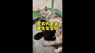 期待着大老婆的好消息吧！！！肯定是24k纯棕虎～